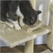 Arranhador para Gatos Aglomerado de Madeira, Pelúcia e Sisal Bege