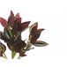 Beliani Planta artificial TRADESCANTIA Verde