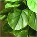 Planta Artificial PEVA e Metal HOMCOM, casa - decoração Verde