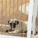 Barreira de Segurança para Animais de Estimação MDF e Aço PawHut Branco