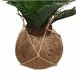 WELL HOME - Cuba de palmeira Bege