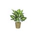 Planta CALATHEA marca EVERLANDS Verde