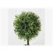 Planta LITO sortidamarca BOLTZE Verde