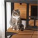 Casa para Gatos de Madeira Madeira de abeto PawHut Castanho