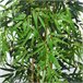 Árvore de bambu artificial PE, PP, Cimento Outsunny Verde