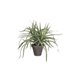 Planta artificial DRACAENA marca MICA DECORATIONS Verde