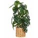 Beliani Planta artificial KIAMA Verde