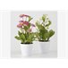 Vaso de plantas BELLIS sortido Branco